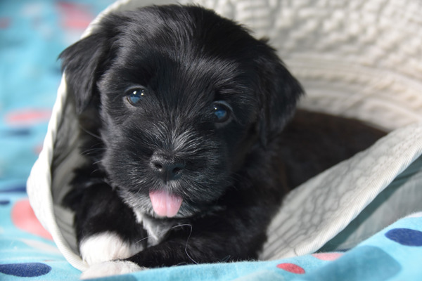 En stor personlighed i en lille hund