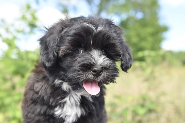 Hvordan opdrager jeg en Havaneser bichon havanais