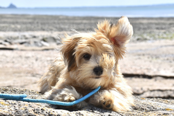 Havaneser bichon havanais motion og stimulering