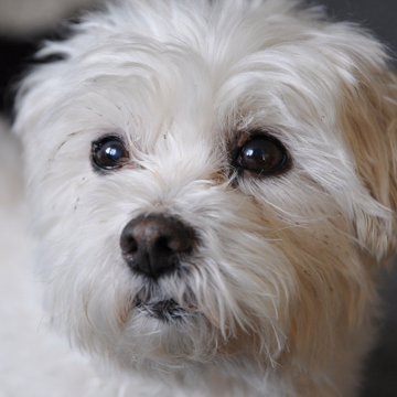 33695 Bichon Havanais Laes Om Racen 33695 Bichon Havanais Laes Om Racen
