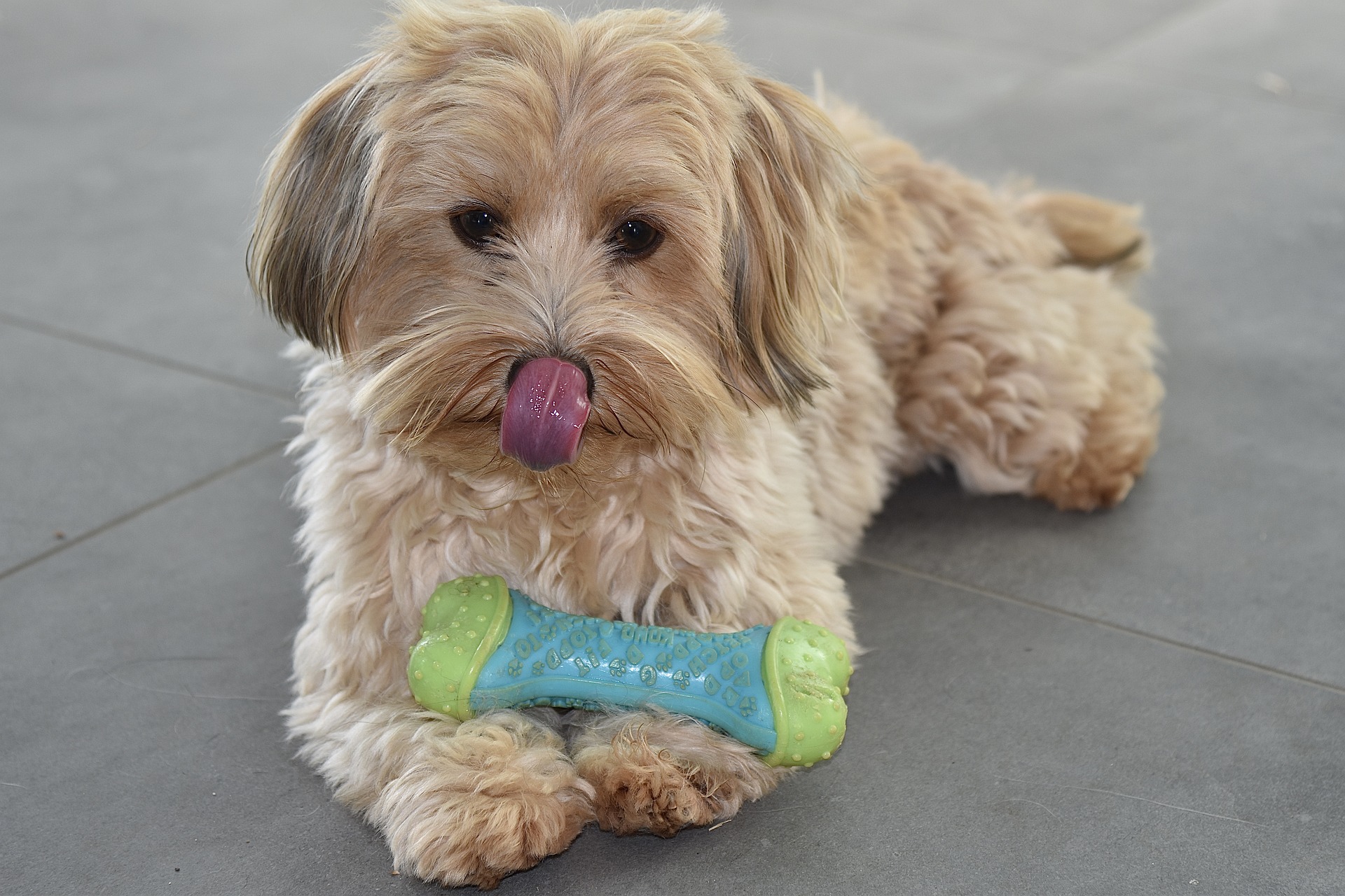 Havaneser Bichon Havanais