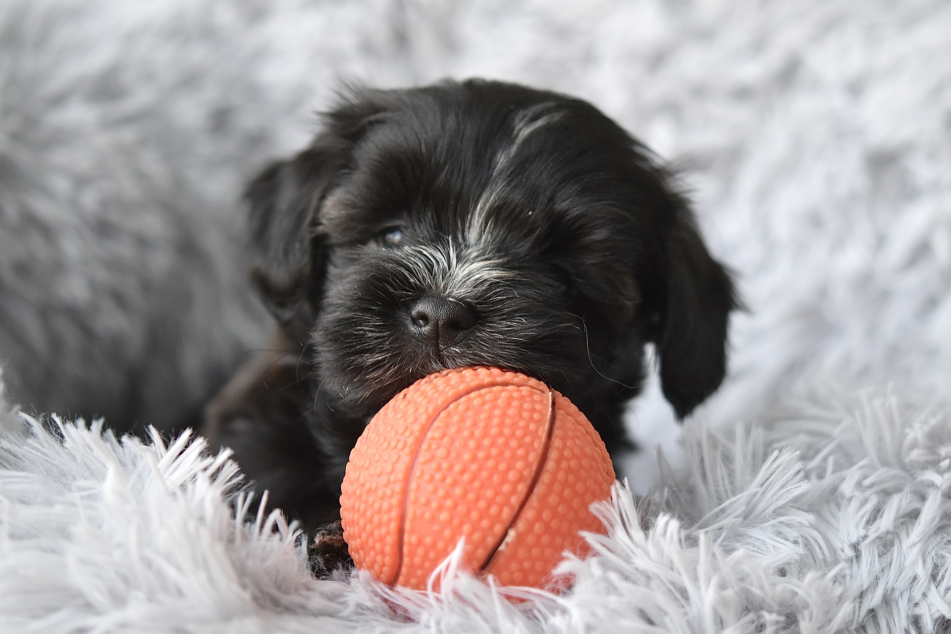 Havaneser Bichon Havanais Personlighed